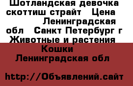 Шотландская девочка скоттиш страйт › Цена ­ 10 000 - Ленинградская обл., Санкт-Петербург г. Животные и растения » Кошки   . Ленинградская обл.